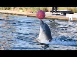 Dolphin Show - Gulfarium Marine Adventure Park - November 29, 2024