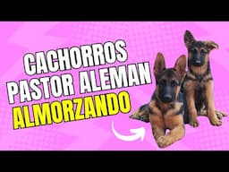 Cachorros Pastor Alemán del Coto de Lobos Almorzando #cotodelobos #gsd