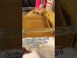 Apple 🍎 cider vinegar + Dish Soap 🧼 gnats (fruit flies) trap in action! Does it work? 🤔