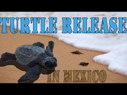 New Vlog - Giving Life to Baby Turtles