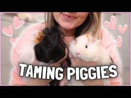 Top Tips for Taming Your Guinea Pigs! 💗🐹