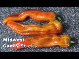 Midwest Candy Sticks Pepper - An Ornamental Great Tasting Pepper