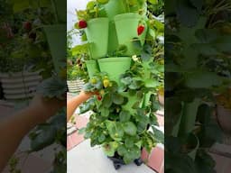 Planting Strawberries in garden Tower(GreenStalk)