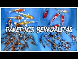 PAKET MERAKYAT FREE ONGKIR, PAKET 6 EKOR CUMA 400 RIBUAN