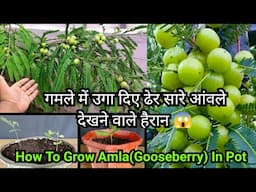 Gamle Me Uga Diye Dher Sare Amle. Dekhne Wale Hairan😱 | How To Grow Amla Tree In Pot By Grafting