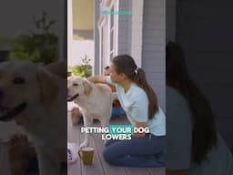 Why Do You Feel Happy after Petting Your Pet | #shorts #ytshorts #dogs #cats