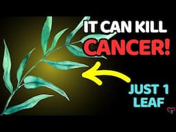 The Cancer Destroying LEAF That Doctors Aren’t Telling You About.