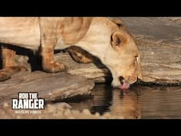 Lions Leave Buffalo Alone, Then Drink | Maasai Mara Safari | Zebra Plains