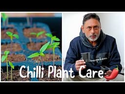 How To Care For Seedlings / Growing Chilli From Seeds