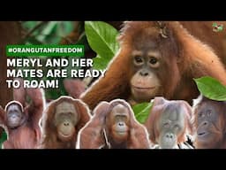 ORANGUTAN MERYL AND HER MATES ARE READY TO ROAM