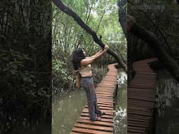 Mangroves in Karnataka