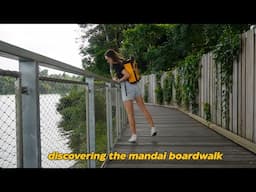 singapore’s BRAND NEW mandai boardwalk // 3.3kms of beauty - the stunning upper seletar reservior