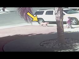 Hero Cat Saves California Boy From Dog Attack