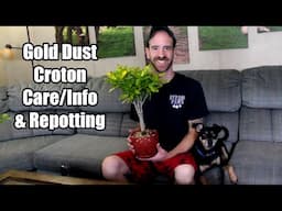 Gold Dust Croton Care & Info (Plus Repotting)