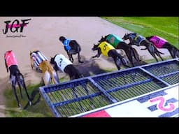 Dog Racing Championship on the Track