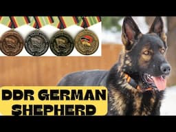 DDR GERMAN SHEPHERDS!