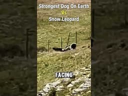 Strongest Dog On Earth Vs Snow Leopard