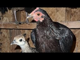 Gullible chicken ends up raising peacock