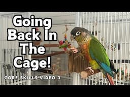 How To Get Your Bird Back In the Cage - Voluntary Cage Training | Core Skills 3 | TheParrotTeacher