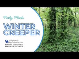 Pesky Plants: Wintercreeper