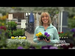 Tagawa Gardens Spring Promo 2021