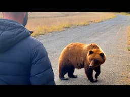 Hungry Grizzly Bear makes me stand my ground 🐻🙏😳