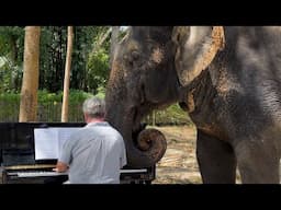 Soothing Music for an Elephant