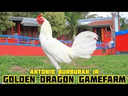 DRAGON WHITE CLARET - GOLDEN DRAGON GAMEFARM