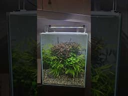 AQUARIUM PLANT CARE #aquariumplants #aquascaping #aquaticplants #fishtank #plantedaquarium #plants