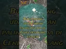 perangkab udang paling jitu#umpanjitububupayung#shortvideo