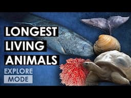 Earth’s Longest Living Animals | EXPLORE MODE