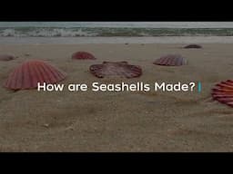 How are Seashells Made?