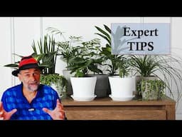 Expert Tips - Make Your Houseplants Thrive!