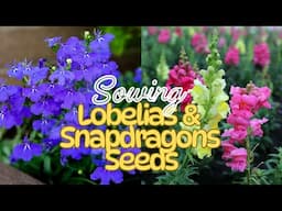 Starting Lobelia & Snapdragon Seeds For Amazing Summer Blooms! 🌸 Plus See What's Germinating 🍃