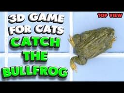 3D game for cats | Catch the BULLFROG (top view) | 4K, 60 fps, stereo sound