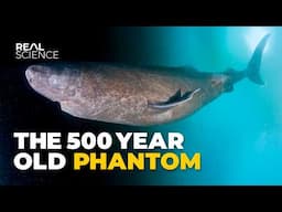 The Insane Biology of: The Greenland Shark