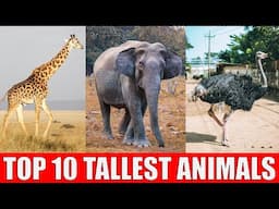 TOP 10 Tallest Animals in The World | Which is The Tallest Animal in The World?