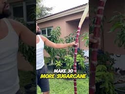 How to grow sugarcane…