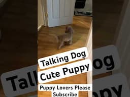 Funny Cute Puppy Talking to the People #funny #cute #puppy