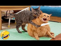 Funniest Animals 2023 😆😆 Best Cats and Dogs Videos 🐶😸 Part 14