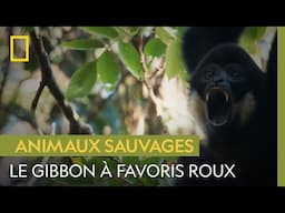 Le gibbon à favoris roux, un acrobate à la voix mélodieuse