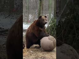 Bear Potapych and his snowman at BEAR SANCTUARY Domazhyr | FOUR PAWS