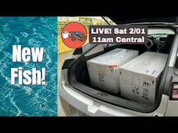 First Look at New Fish *DISCUS* and a Lot More in Today's Cichlids & Coffee Live Stream!