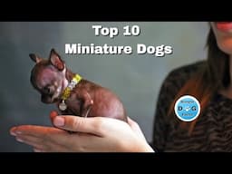 Top 10 Miniature dogs for seniors and retirees