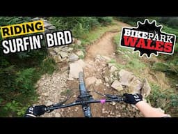 Riding Surfin' Bird at Bike Park Wales