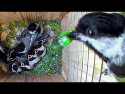 How Do These Tiny Birds Raise So Many Babies? Nest Box Camera Full Story of a Cute Chickadee Family