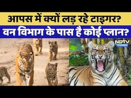 Ranthambore: आपस में क्यों लड़ रहे Tiger? Forest Department के पास है कोई प्लान? | Rajasthan News