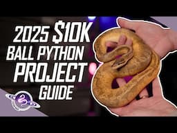 $10K Ball Python Breeding Guide | 2025 Edition | #ballpython #snake #reptiles