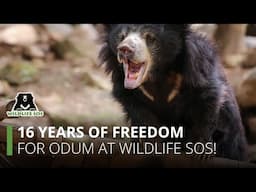 16 years of freedom for Odum at Wildlife SOS!