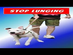 Reactive Dog Training | Positive Reinforcement Tips to Stop Lunging and Pulling